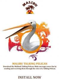 Malibu talking pelican nov09